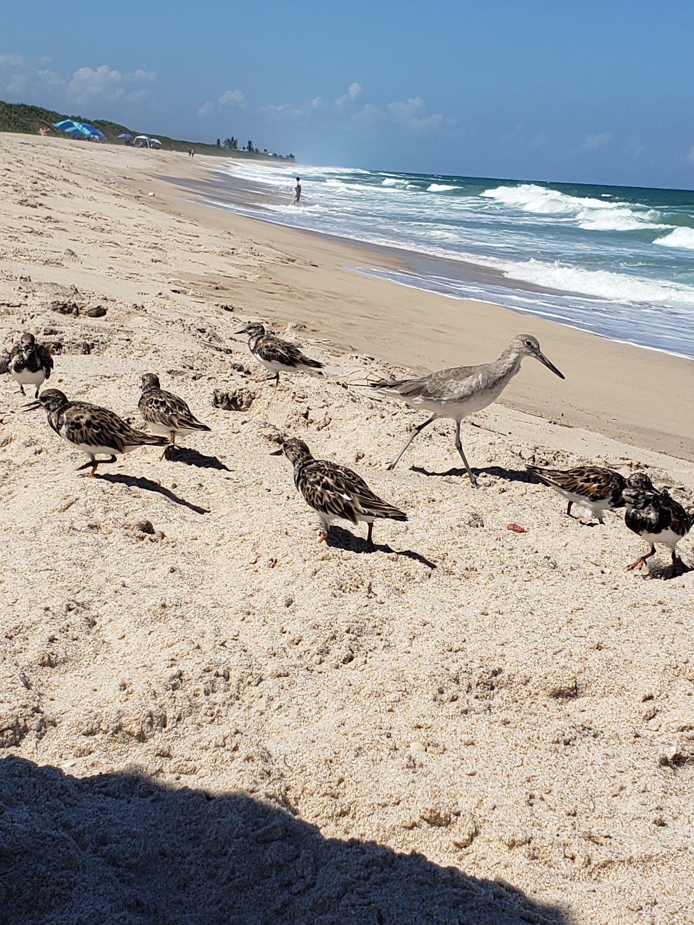 spacecoast beach birds from Florida